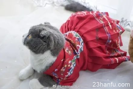 萌化了！带你云撸汉服猫