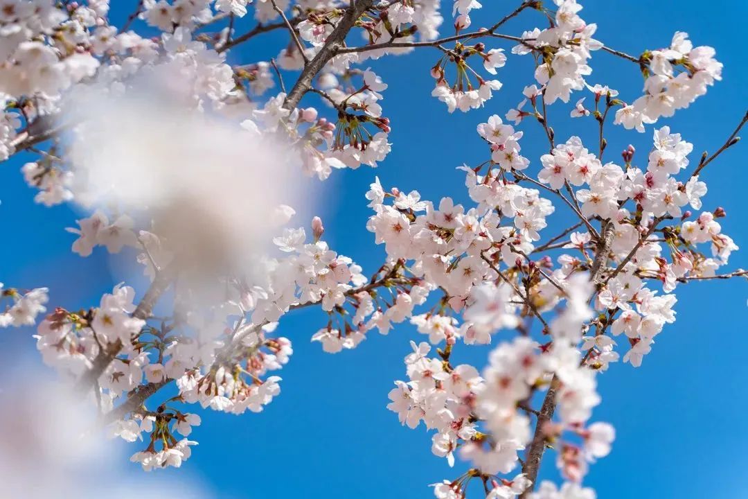 汉服花朝节活动攻略，盘点2022年花朝节汉服活动（三）