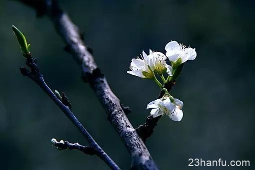 【节气】明日春分，莫负好时光。