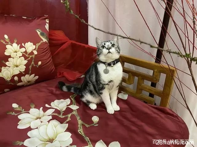 【汉服科普】汉服广东线上小课堂：教你分辨山正