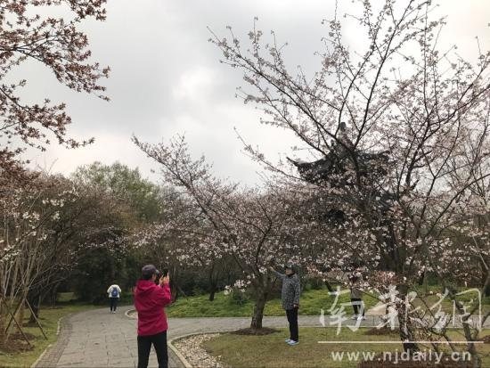 明孝陵樱花园上演唯美汉服秀 赏樱正当时