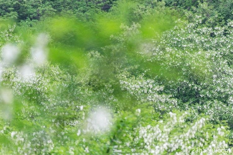 春天，穿着汉服去赏花吧！