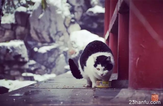 【传统节气】小雪丨今日江山又小雪，诸位看官记得多加件衣裳