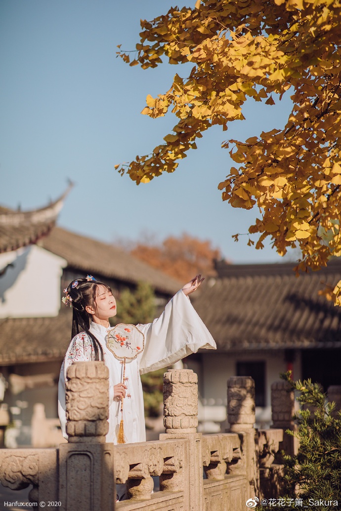 满园银杏落秋风