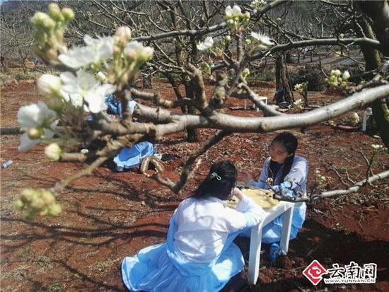 昆明600年古树梨园首次开放 汉服美女 “祭花神”